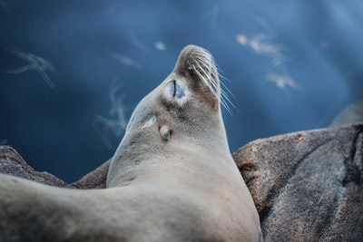 灰海狮特写照片